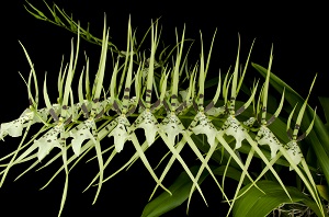 Brassia Rex 'Worth the Wait' AM 80pts